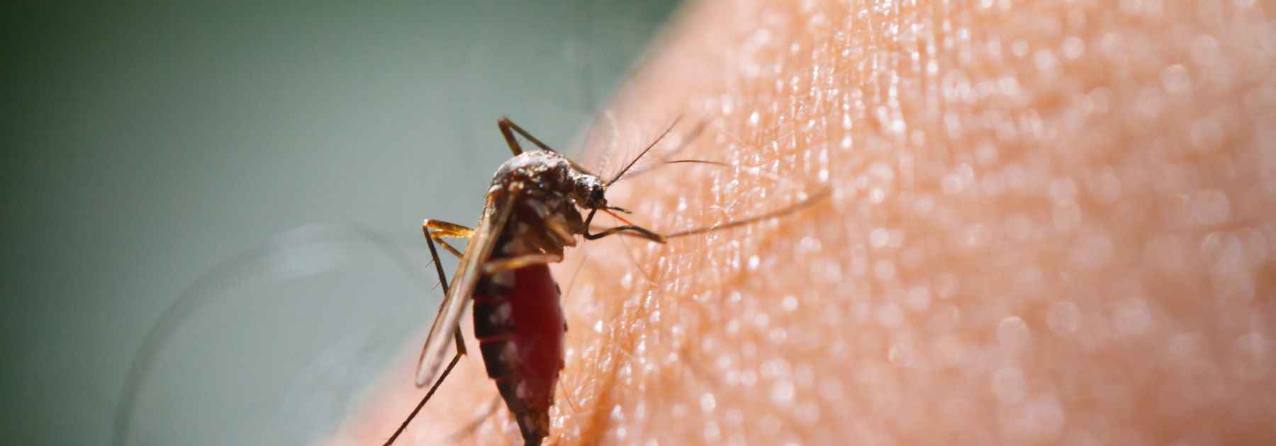 pharmacy first infected insect bites